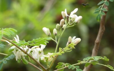 Poder Nutricional da Moringa