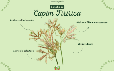 BENEFÍCIOS DO CAPIM TIRIRICA